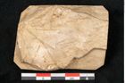 Foto (Detailansicht) von Acer pseudoplatanus L. (NHMW-GEO-2024-0188-11619)